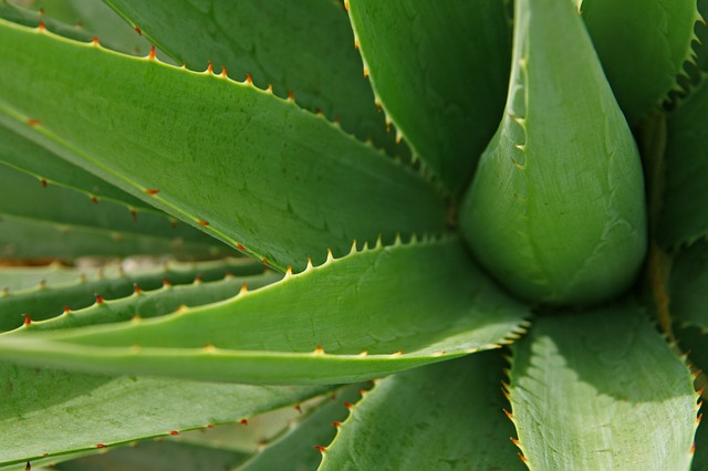 listy aloe